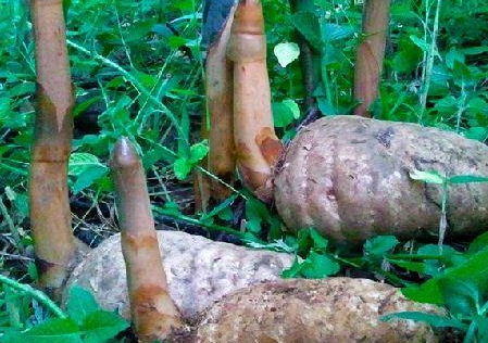 乌天麻的特点(什么是乌天麻) 乌天麻的特点(什么是乌天麻)