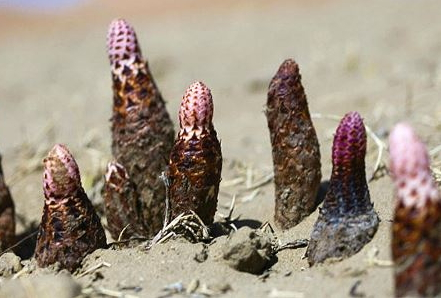 锁阳怎么吃(锁阳怎么吃壮阳最好) 锁阳怎么吃(锁阳怎么吃壮阳最好)