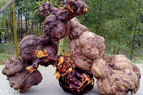 何首乌怎么挑选(何首乌怎么挑选)