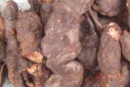 何首乌怎么煮(何首乌怎么煮水) 何首乌怎么煮(何首乌怎么煮水)