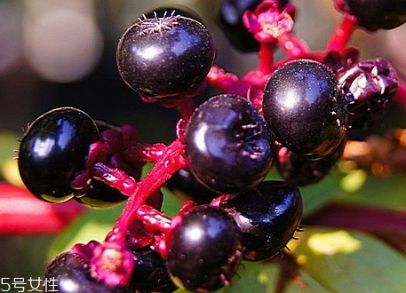 商陆的采收时间(商陆的采收时间不同成分含量不同) 商陆的采收时间(商陆的采收时间不同成分含量不同)