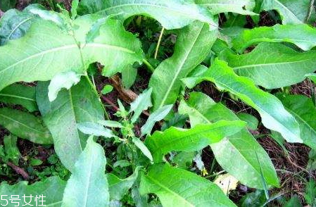 土大黄的其它吃法(土大黄可以吃吗)