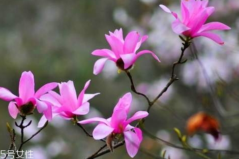 辛夷花泡水功效(辛夷花泡水喝的功效) 辛夷花泡水功效(辛夷花泡水喝的功效)