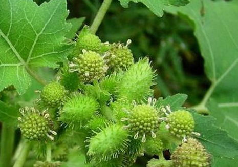 苍耳子泡水副作用(苍耳子泡水副作用) 苍耳子泡水副作用(苍耳子泡水副作用)