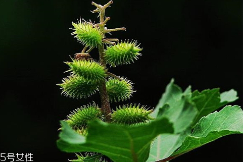 苍耳子的药理作用(苍耳子的药理作用)