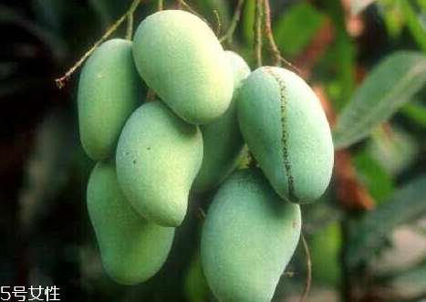 鸡蛋芒的产地(鸡蛋芒的产地)