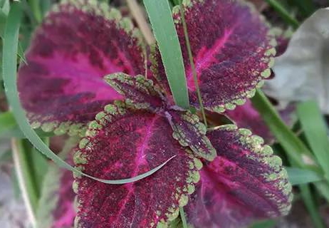 紫苏的热量(紫苏的热量有多少)