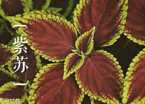 炒年糕热量高吗(炒年糕热量高吗减肥可以吃吗) 炒年糕热量高吗(炒年糕热量高吗减肥可以吃吗)