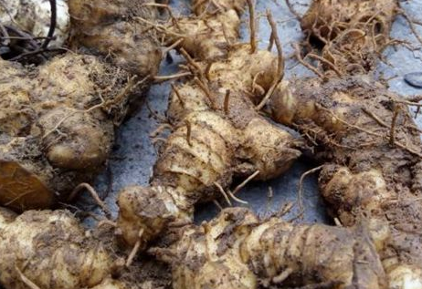 黄精茯苓的功效(黄精茯苓的功效和作用)