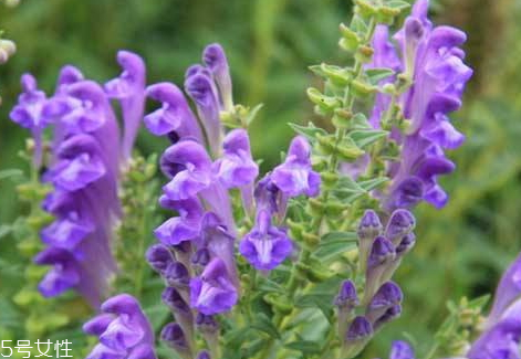 红肉柚子升血糖吗(红肉柚子升血糖吗)