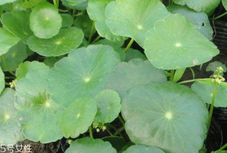 金钱草怎么泡水(金钱草怎么泡水喝治肾结石)