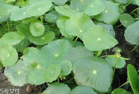 鸡内金的功效(鸡内金的功效和作用和主治) 鸡内金的功效(鸡内金的功效和作用和主治)