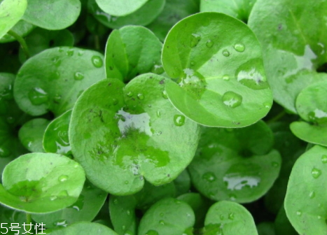 治胆囊息肉的禁忌(胆囊息肉要忌些什么)