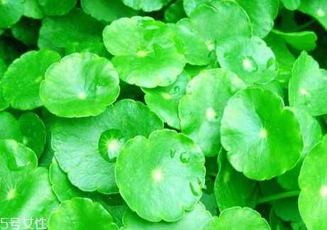 降尿酸的食物(降尿酸的食物有哪些)