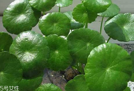 金钱草治结石配方二(金钱草治结石的用量)