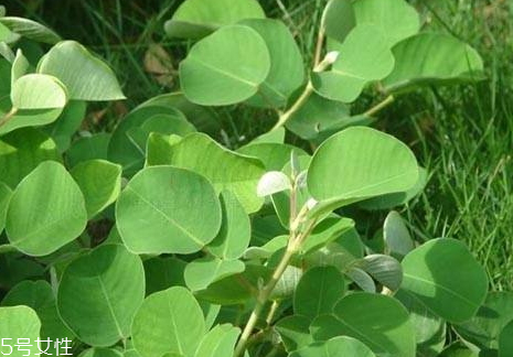 产地和分布(荸荠的产地和分布)