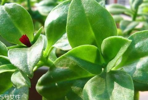 土田七的功效和作用(土三七的功效和作用)