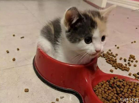 猫咪营养餐注意事项(猫咪的营养餐如何搭配)