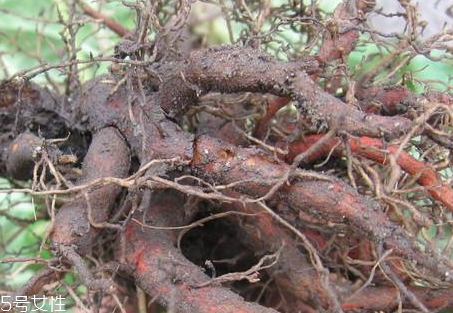 胖头鱼的营养价值(胖头鱼的营养价值及功效)