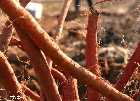 丹参的吃法大全(丹参怎么食用最好) 丹参的吃法大全(丹参怎么食用最好)