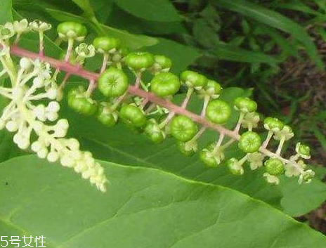 草参的种类(草参的种类图片)