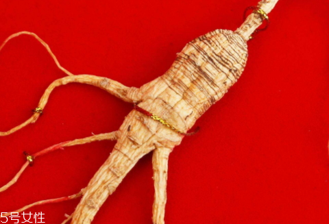 吃野山参注意事项(吃野山参注意事项)