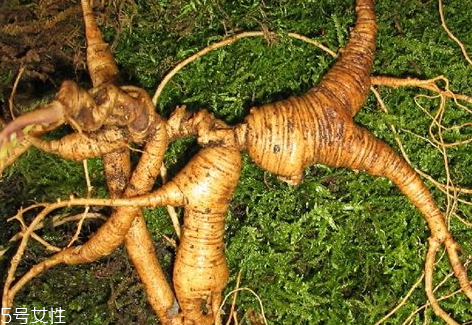 林下参分两大类(林下参分为几种)