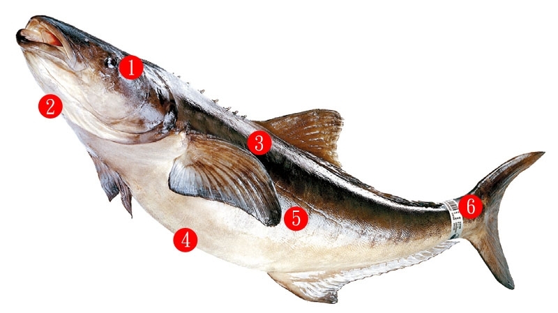 冷冻全鱼建议料理法(冷冻鲜鱼的方法)