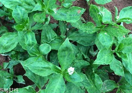 太子参的产地(太子参的产地哪里最好)