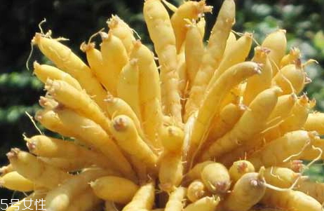 太子参怎么做好吃(太子参怎么做好吃)