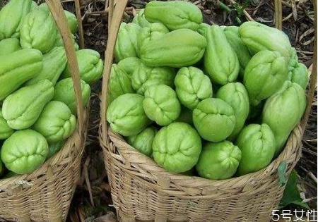 佛手瓜生吃会拉肚子吗(佛手瓜生吃会拉肚子吗) 佛手瓜生吃会拉肚子吗(佛手瓜生吃会拉肚子吗)