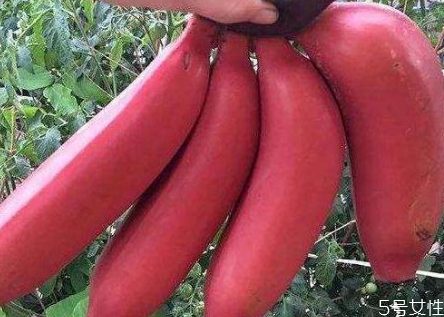 红香蕉怎么催熟(红香蕉怎么催熟最快)