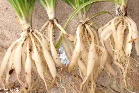 麦冬的品种分类(麦冬品种有哪些)