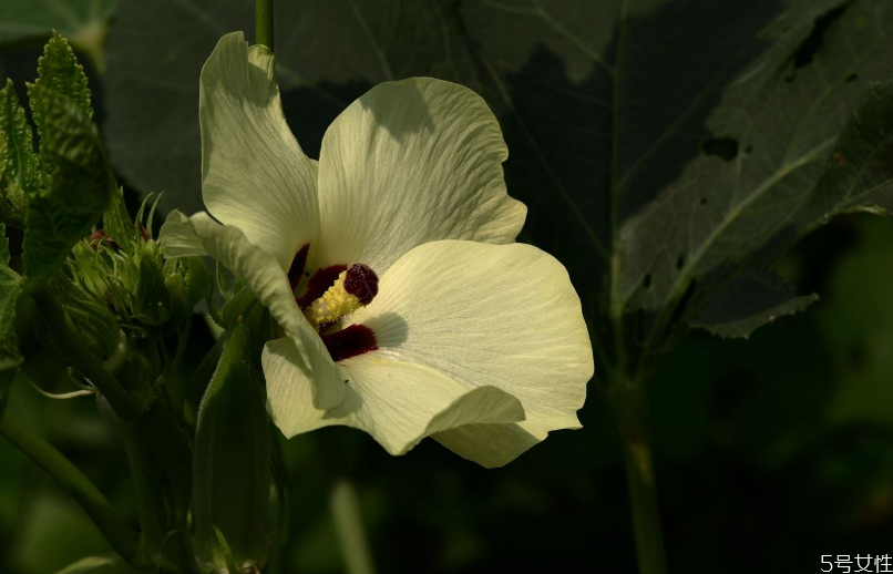 秋葵花泡水用新鲜的还是干的(秋葵泡水是新鲜的好还是晒干的好) 秋葵花泡水用新鲜的还是干的(秋葵泡水是新鲜的好还是晒干的好)