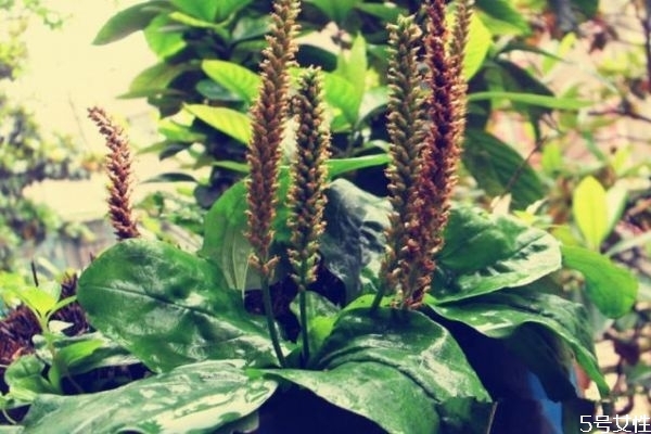 车前草的作用(车前草的作用和功能主治)