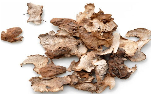 茯苓什么季节成熟(茯苓什么季节成熟)