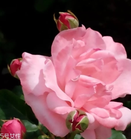 苦水玫瑰的作用(苦水玫瑰的作用)