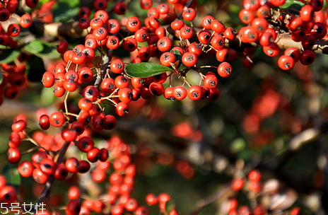 五味子的食疗偏方(五味子食疗方法)