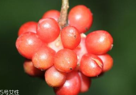 五味子泡水功效(五味子泡酒方法及功效)