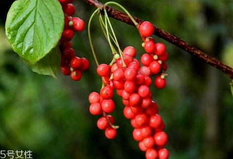 五味子和枸杞泡酒的功效(五味子和枸杞泡酒的功效)