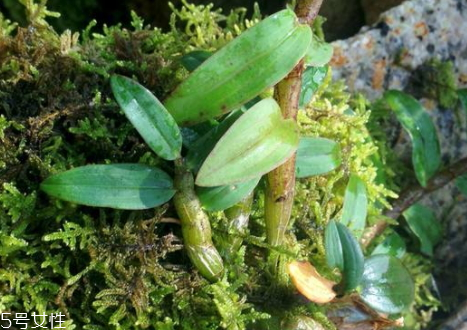 石斛怎么辨别真假(怎样鉴别石斛的真假好坏)