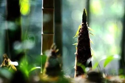 春笋需要焯水吗(春笋需要焯水吗)