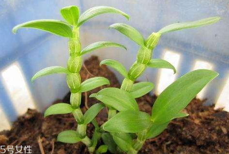 石斛可以长期吃吗(霍山铁皮石斛可以长期吃吗)