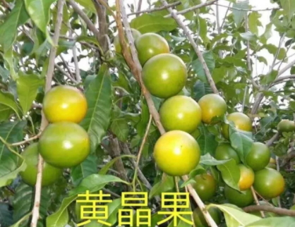 黄晶果吃法(黄晶果好吃吗)