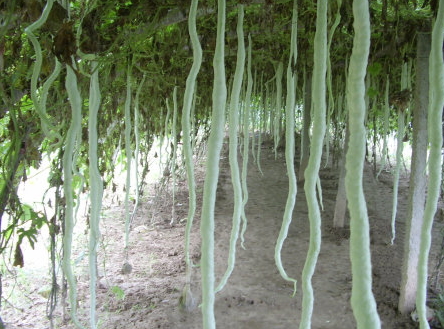 蛇豆角的做法(蛇豆角的做法大全)