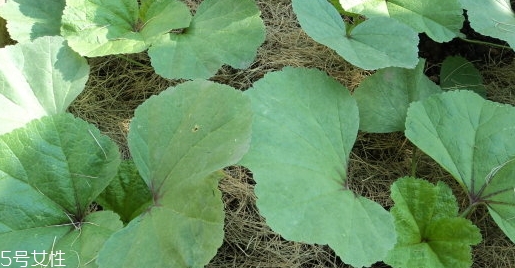 吃冬寒菜的好处(吃冬寒菜的好处有)