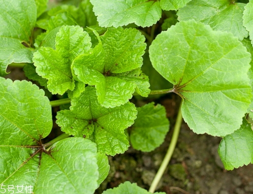 冬寒菜的功效(冬寒菜的功效和作用)