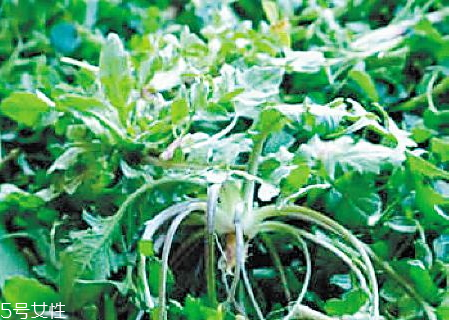 荠菜过敏怎么办(荠菜过敏怎么办)