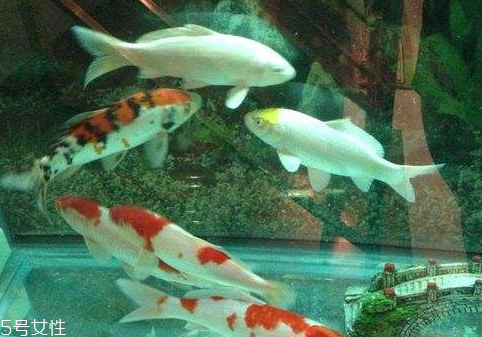 鱼缸如何养鱼水健康(鱼缸养鱼技术怎么养水) 鱼缸如何养鱼水健康(鱼缸养鱼技术怎么养水)