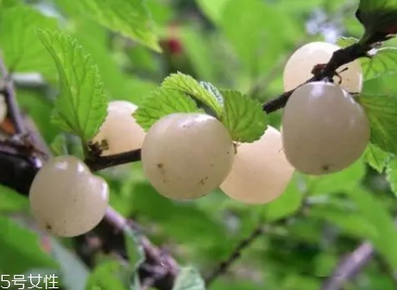白玉樱桃有什么好处(白玉樱桃有什么好处) 白玉樱桃有什么好处(白玉樱桃有什么好处)